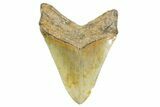 Serrated, Fossil Megalodon Tooth - North Carolina #365975-2